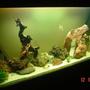 150 gallons freshwater fish tank (mostly fish and non-living decorations) - freshwater tank!!!