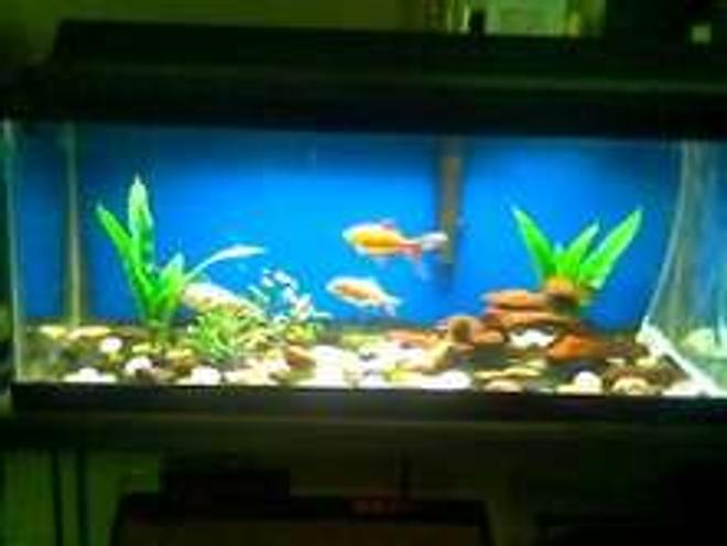 29 gallons freshwater fish tank (mostly fish and non-living decorations) - 20 gallon long