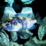 freshwater fish - labeotropheus fuelleborni - fuelleborni cichlid stocking in 75 gallons tank - OB Mozombique