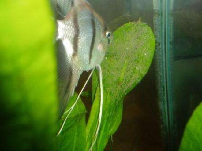 freshwater fish - pterophyllum sp. - silver zebra angel stocking in 70 gallons tank - scalaire oeuf