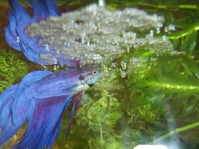 freshwater fish - betta splendens - betta - male stocking in 70 gallons tank - betta splendens