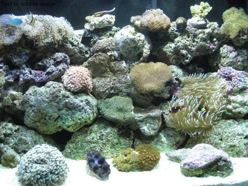 Rated #131: 105 Gallons Reef Tank - Lisa's reef tank