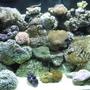 105 gallons reef tank (mostly live coral and fish) - Lisa's reef tank