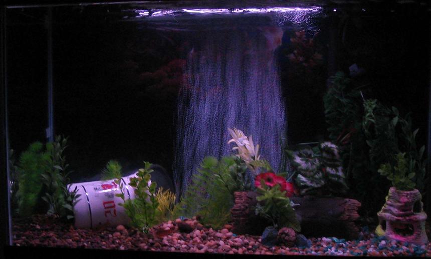 Rated #348: 29 Gallons Freshwater Fish Tank - Yay! Finally got some fish.