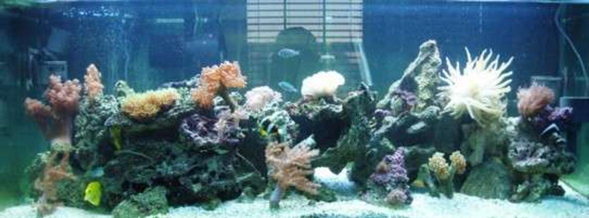 75 gallons reef tank (mostly live coral and fish) - 75 gallon tank