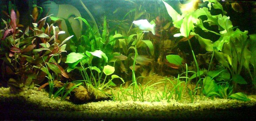 Rated #59: 15 Gallons Planted Tank - My Updated aquarium