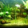 15 gallons planted tank (mostly live plants and fish) - My Updated aquarium