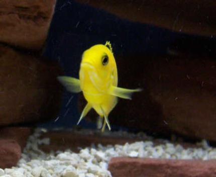 freshwater fish - labidochromis caeruleus - electric yellow cichlid stocking in 75 gallons tank - Did somebody say food?
Labidochromis Caeruleus