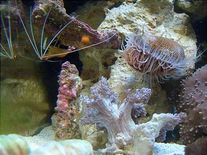 corals inverts - lysmata amboinensis - scarlet skunk cleaner shrimp stocking in 12 gallons tank - Cleaner Shrimp