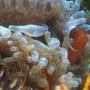 corals inverts - entacmaea quadricolor - bulb anemone stocking in 12 gallons tank - gold stripe maroon clown 2