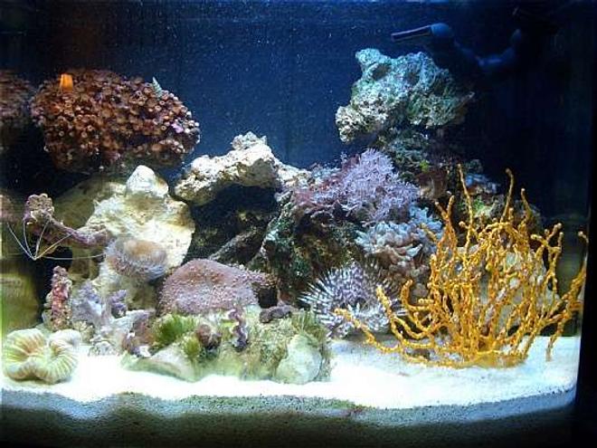 12 gallons reef tank (mostly live coral and fish) - 12g nano