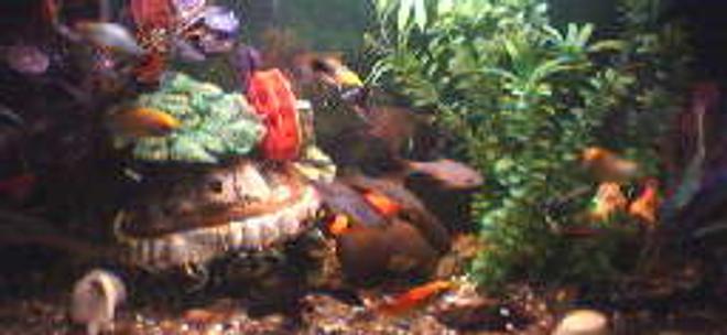 70 gallons freshwater fish tank (mostly fish and non-living decorations) - bac