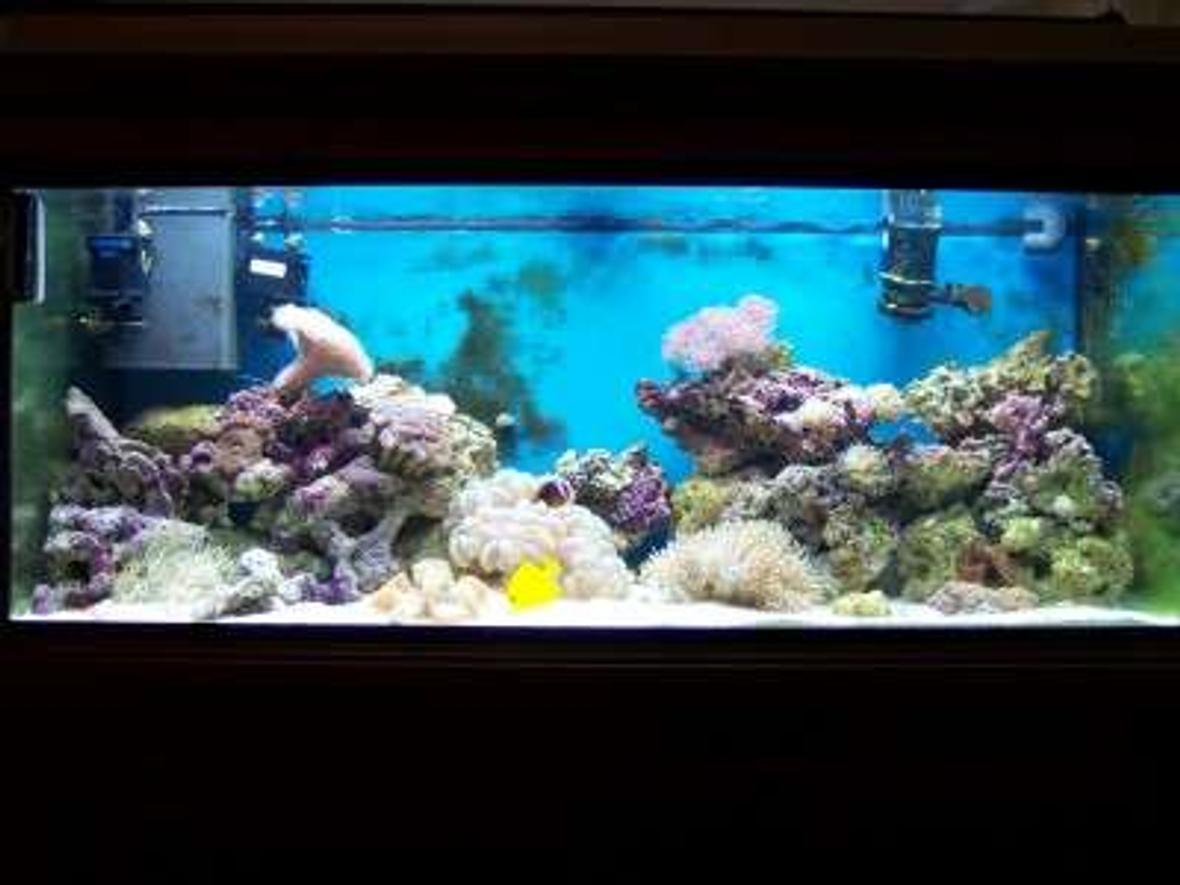75 gallons reef tank (mostly live coral and fish) - after 4 months