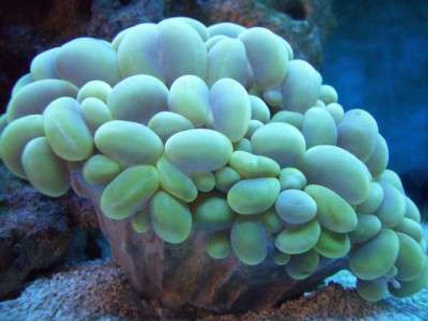 Rated #14: Corals Inverts - Plerogyra Sinuosa - Bubble Coral, Green Stocking In 75 Gallons Tank - Green bubble coral