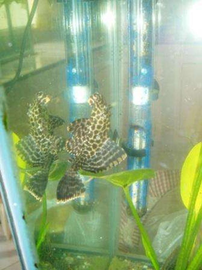 freshwater fish - pseudoacanthicus leopardus - redtail leopard pleco (l-114) stocking in 70 gallons tank - pleco