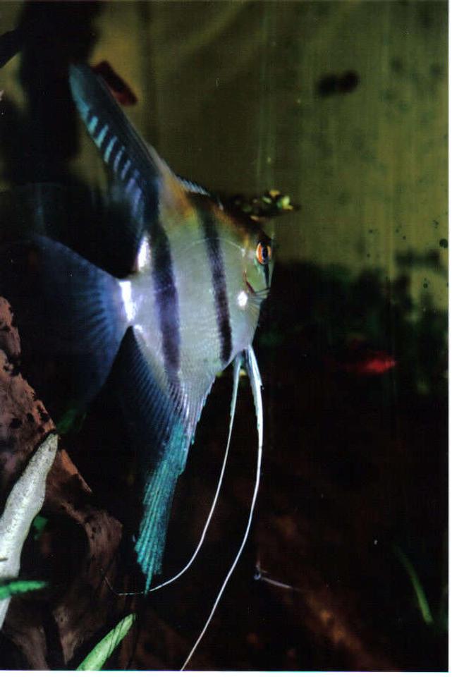 freshwater fish - pterophyllum sp. - silver zebra angel stocking in 55 gallons tank - Beautiful angel with blue patterns in the back Fin