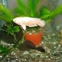 freshwater fish - astronotus ocellatus - albino oscar stocking in 70 gallons tank - oscar pleco