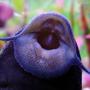 freshwater fish - glyptoperichthys gibbiceps - sailfin pleco (l-83) stocking in 20 gallons tank - Pleco