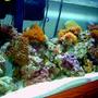 75 gallons reef tank (mostly live coral and fish) - An image of my 75 gallon reef tank.