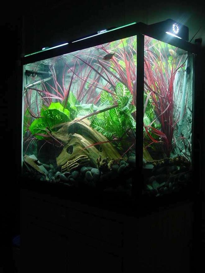 90 gallons freshwater fish tank (mostly fish and non-living decorations) - My Juvenile Red Belly Tank. Look closely. Different levels of stone and Drift roots give my fish plenty of hiding spaces under the ground and under the Roots.