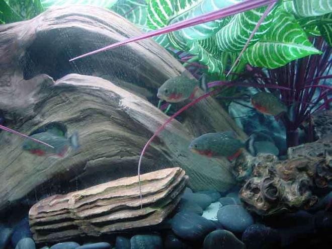 freshwater fish - pygocentrus nattereri - redbellied pirhana stocking in 90 gallons tank - Juvenile Piranha Enjoy The Current