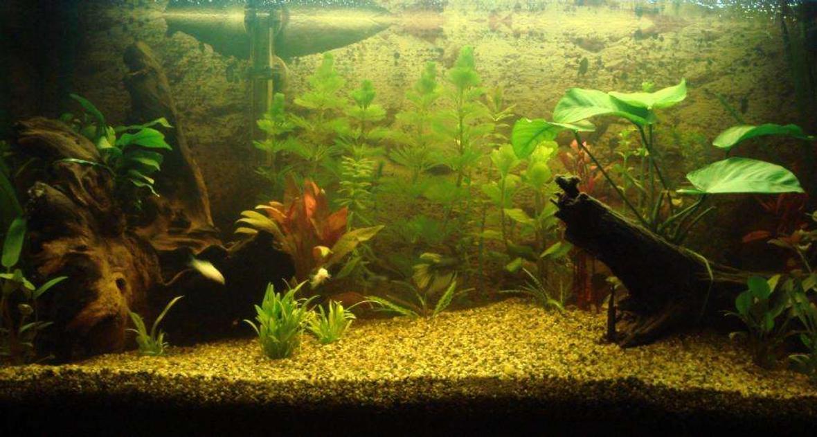 112 gallons planted tank (mostly live plants and fish) - new look
