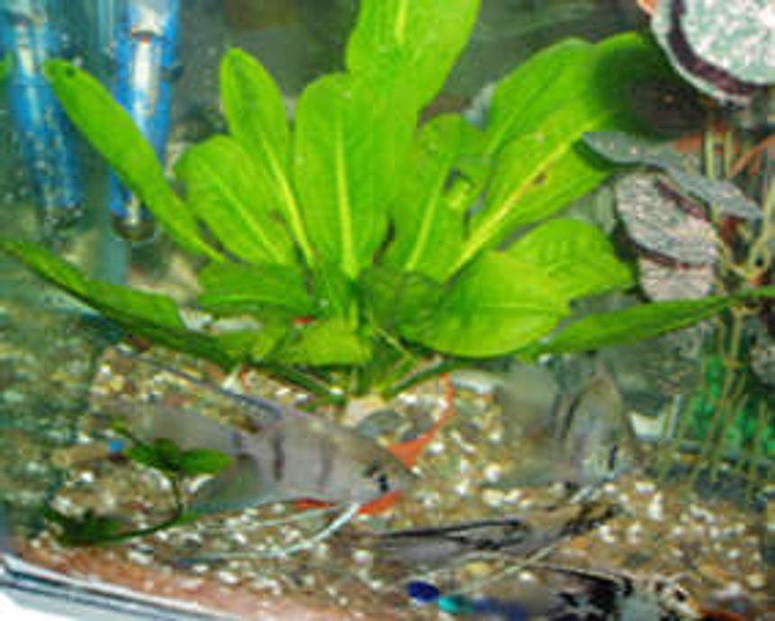 Rated #178: 70 Gallons Planted Tank - planted