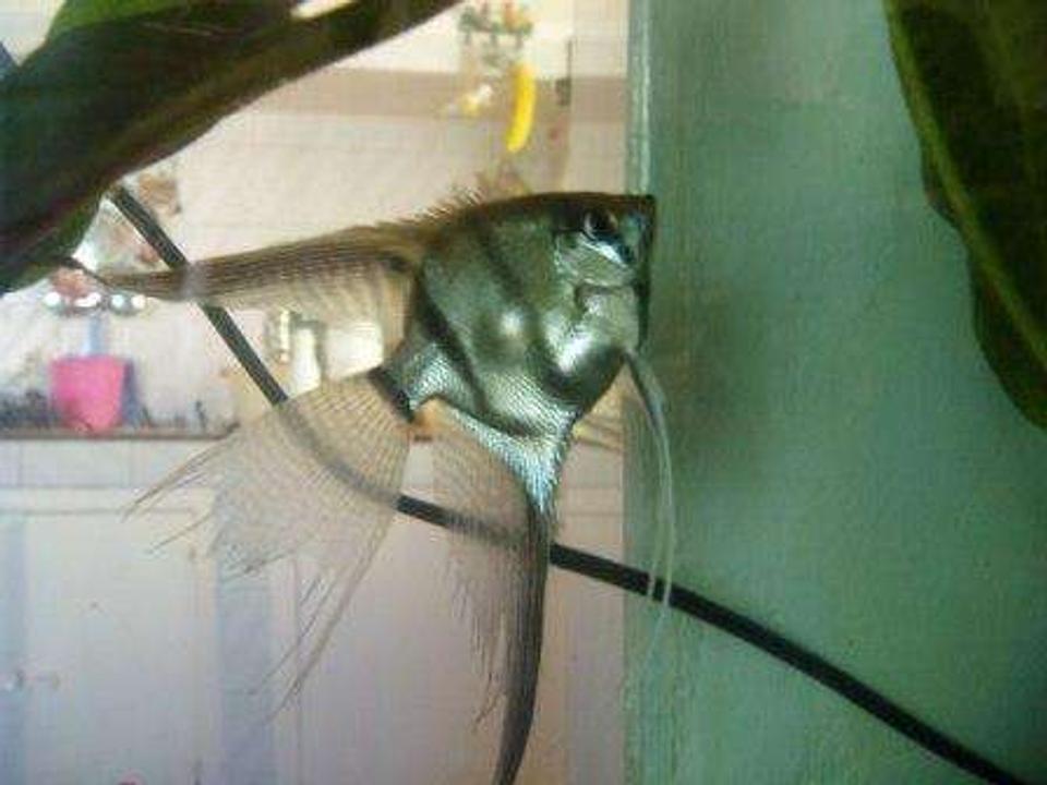 freshwater fish - pterophyllum sp. - silver zebra angel stocking in 70 gallons tank - angel fish