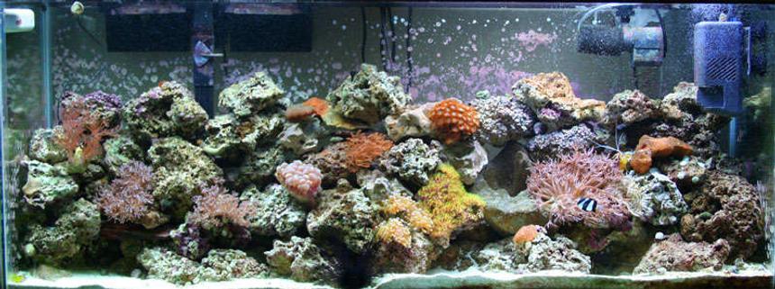Rated #66: 55 Gallons Reef Tank - A shot of my 55 gallon