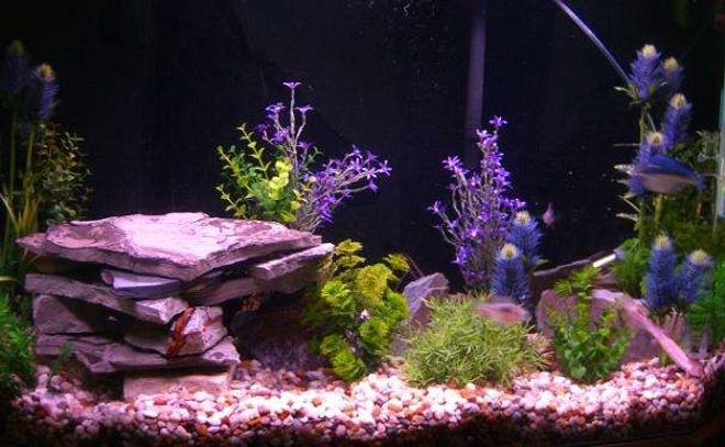 45 gallons freshwater fish tank (mostly fish and non-living decorations) - My blue setup.. Crazy fish will not stay still for a photo op :)