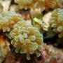 corals inverts - euphyllia paradivisa - frogspawn coral stocking in 55 gallons tank - Hammer Coral
