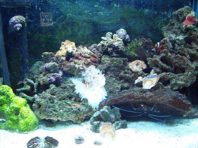 30 gallons reef tank (mostly live coral and fish) - a nice,young,growing tank