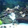 30 gallons reef tank (mostly live coral and fish) - a nice,young,growing tank