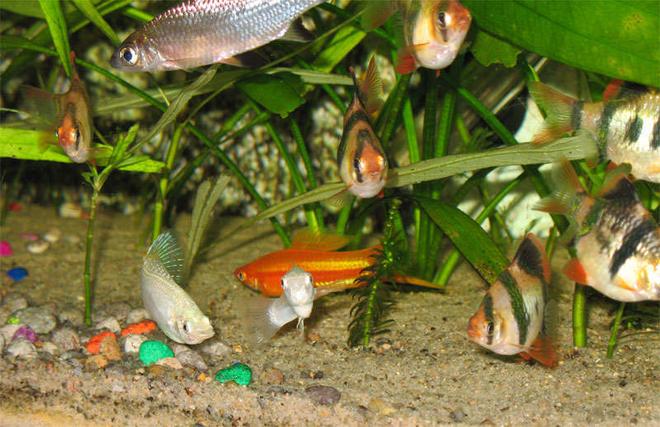 freshwater fish - puntius tetrazona - tiger barb stocking in 26 gallons tank - Tricolour Shark, Tiger, White Molly, Swordtail