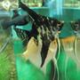 freshwater fish - pterophyllum sp. - koi angel stocking in 26 gallons tank - Blacky waiting for food.