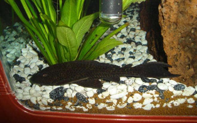 freshwater fish - glyptoperichthys gibbiceps - sailfin pleco stocking in 45 gallons tank - My pleco.