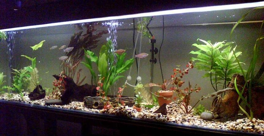 Rated #164: 100 Gallons Planted Tank - rainbowfish own you