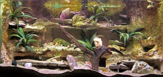 55 gallons freshwater fish tank (mostly fish and non-living decorations) - We moved into a new house and there was an odd wall in the livingroom. I decided that I would build floor to ceiling oak book shelves down that wall so of course a big box of water in the center only made sense.

I had no fish tanks so I had to build or buy everything I needed and it was up and running in a month.

It is in the wall behind my couch and is now a healthy Tanganyikan community tank.