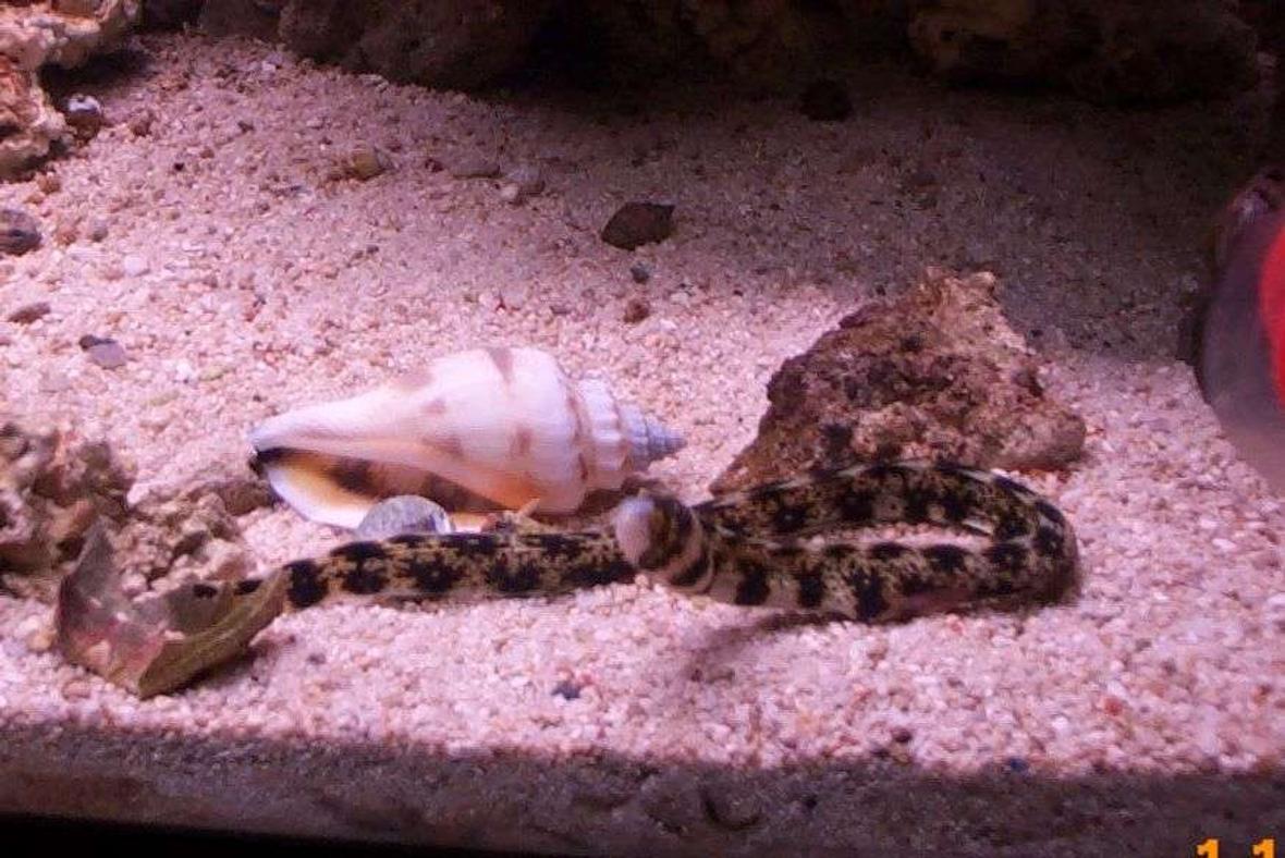 saltwater fish - echidna nebulosa - snowflake eel stocking in 55 gallons tank - 20 gallon saltwater