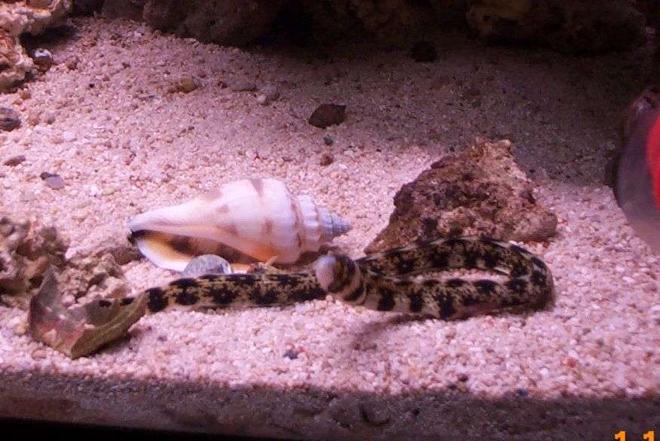 saltwater fish - echidna nebulosa - snowflake eel stocking in 55 gallons tank - 20 gallon saltwater