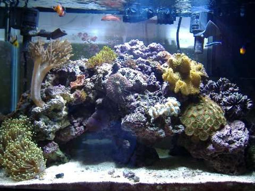 Rated #60: 29 Gallons Reef Tank - a reef tank