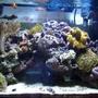 29 gallons reef tank (mostly live coral and fish) - a reef tank