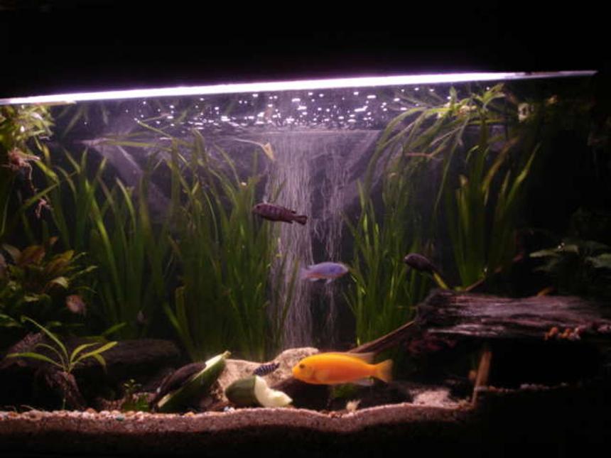Rated #135: 55 Gallons Freshwater Fish Tank - african cichlid in 55g tank with tetra holding his own.
3 yoyo, pleco 3 oto's.
2 demasoni 3 elongatus chewier red zebra (dady).