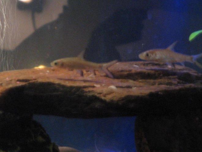 freshwater fish - balantiocheilus melanopterus - bala shark stocking in 55 gallons tank - BALA SHARKS ADDED TO THE MIX