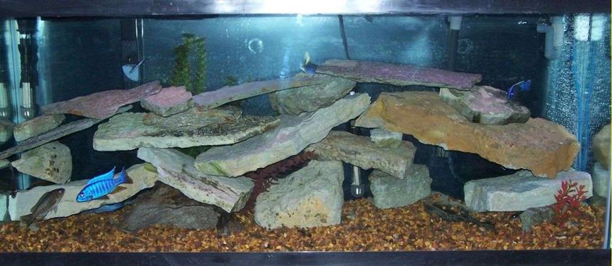 Rated #230: 55 Gallons Freshwater Fish Tank - 55 gallon cichlid tank
