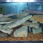 55 gallons freshwater fish tank (mostly fish and non-living decorations) - 55 gallon cichlid tank