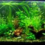 90 gallons planted tank (mostly live plants and fish) - 90 gallon planted.