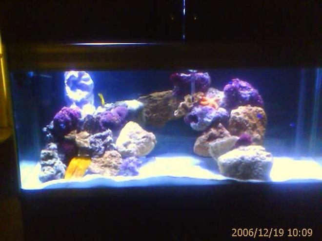 100 gallons saltwater fish tank (mostly fish, little/no live coral) - my home