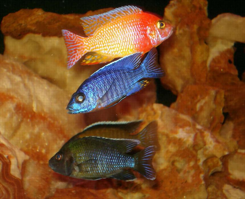 Rated #4: Freshwater Fish - Aulonocara Stuartgranti - Peacock Cichlid Stocking In 100 Gallons Tank - Here are 4 of my peacocks.  Aulonocara Cobue, Aulonocara Stuartgranti Steveni, Aulonocara Stuartgranti Steveni, and another Stuartgranit sorry don't know his subspecies.