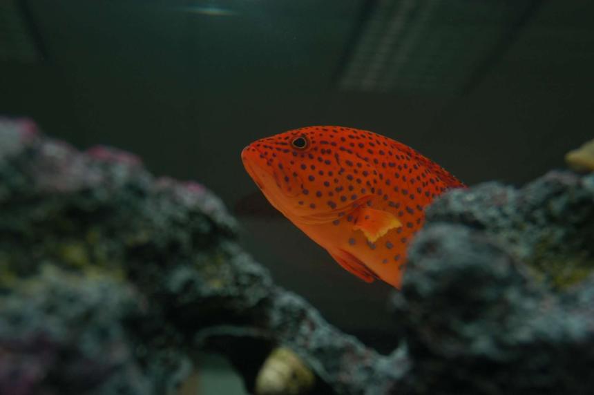 Rated #42: Saltwater Fish - Cephalopholis Miniatus - Miniatus Grouper Stocking In 75 Gallons Tank - Adult strawberry grouper.